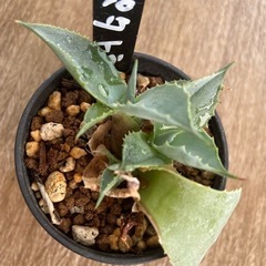 アガベ　ポタトラムの画像