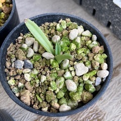 アガベ　笹の雪子株3点の画像