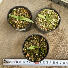 アガベ　笹の雪子株3点