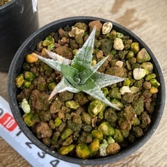 ディッキアhybの画像