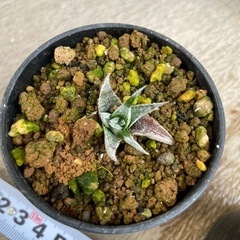 ディッキアhybの画像