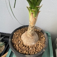 トックリラン　ノリナ　最終値下げ