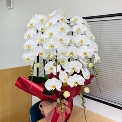 胡蝶蘭(大)c