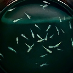 幹之メダカ　みゆき　ミユキ　メダカ　めだか　他