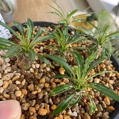 パキポディウム　ラメリー