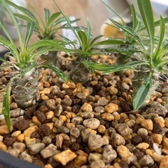 パキポディウム　ラメリーの画像