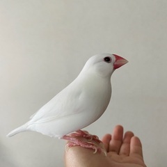 文鳥さん飼ってる方！ - 京都市