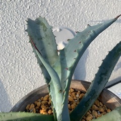 アガベ　フランゾシニー　ラージサイズの画像