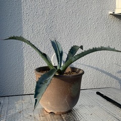 アガベ　フランゾシニー　ラージサイズの画像