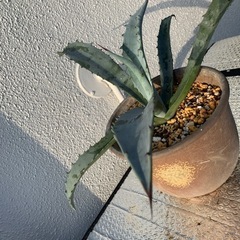 アガベ　フランゾシニー　ラージサイズの画像