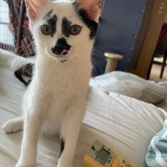 本譲渡済　子猫里親募集中　メスもうすぐ3ヶ月　