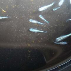 フルボディー メダカの画像