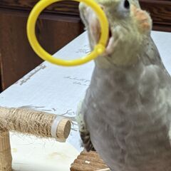 オカメインコの里親探しています