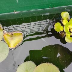 青メダカ3匹と水草
