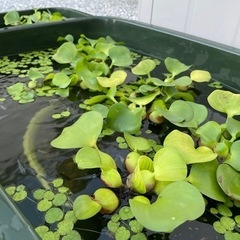 浮草　ホテイ草の画像