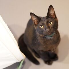 シャイな甘えん坊予備軍★３兄妹の丸井くん − 東京都