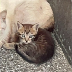 ２ヶ月くらいの子猫ちゃん