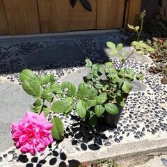 薔薇ピンクの画像