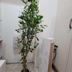 無料　ニトリ　造花　観葉植物　USED 24日午後取りに来てくれ...