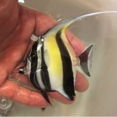 ツノダシ　サイズ色々