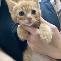 ママ猫とその子供たち