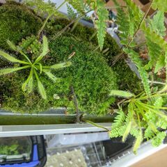 コケ（苔）+ 食虫植物:  モウセンゴケ