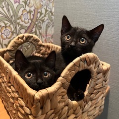つやつや✨💖黒猫兄弟里親様決まりました