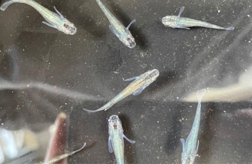 夜桜の稚魚14匹