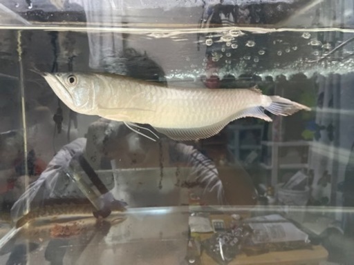 シルバーアロワナ 約30cm