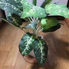 ☆造花です！の画像