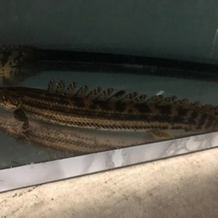 ポリプテルス　コリバ　エンドリ　2匹セット34センチから36センチくらいの画像