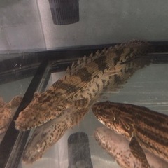 ポリプテルス　コリバ　エンドリ　2匹セット34センチから36センチくらいの画像