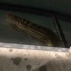 ポリプテルス　コリバ　エンドリ　2匹セット34センチから36センチくらいの画像