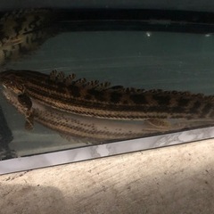 ポリプテルス　コリバ　エンドリ　2匹セット34センチから36センチくらいの画像