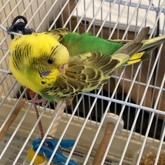 セキセイインコ迷子になってます