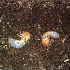 幼虫飼育初級編！！！✨国産カブトムシ　幼虫！！！羽化させる感動を味わいませんか？✨の画像