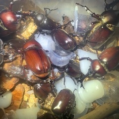 幼虫飼育初級編！！！✨国産カブトムシ　幼虫！！！羽化させる感動を味わいませんか？✨の画像