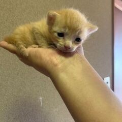 【7/6生まれの茶トラくんたち】