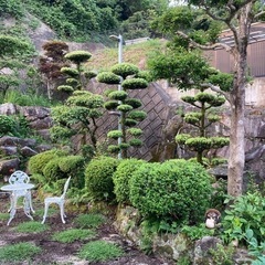 和風庭園用の樹木の画像
