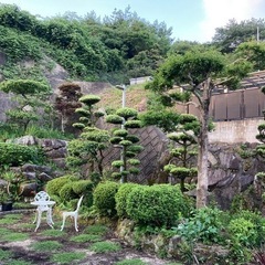 和風庭園用の樹木