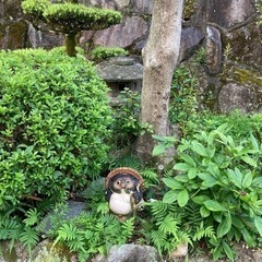 和風庭園用の樹木の画像