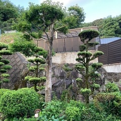 和風庭園用の樹木の画像