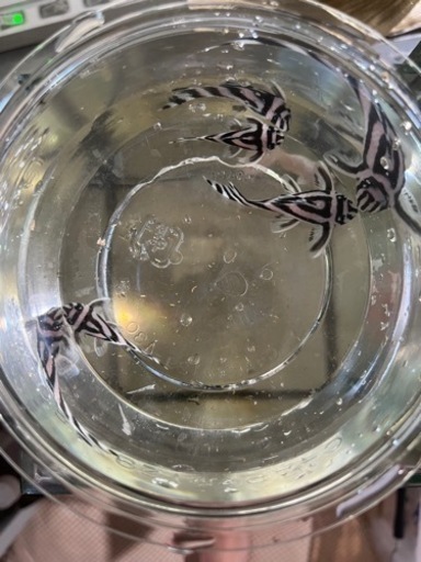 インペリアルゼブラプレコ　熱帯魚