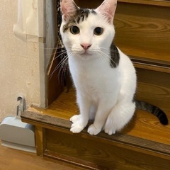 飼い主が入院して飼育困難