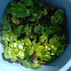 浮草 ミニホテイアオイ、他