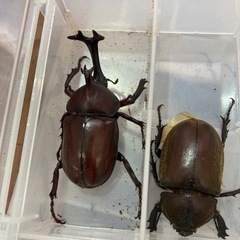 カブトムシ自然採取100円