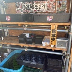 本日も夏休み企画‼️ めだか無人販売メダカ✨