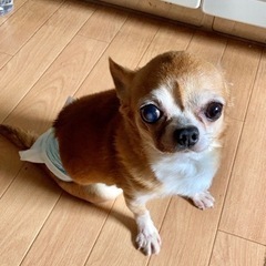 人が大好きなチワワのアナゴ君