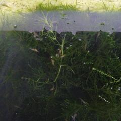 ミナミヌマエビ　15匹セット