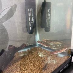 レッドスネークヘッド 約10cm